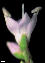 Veronica diosmifolia. Flower to show fused anterior calyx lobes. Scale = 1 mm.
 Image: W.M. Malcolm © Te Papa CC-BY-NC 3.0 NZ